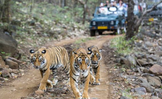 Ranthambore National Park